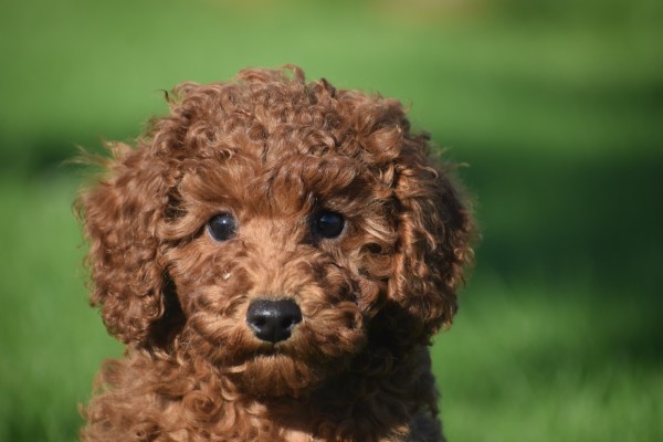 Caniche (teef) 27021