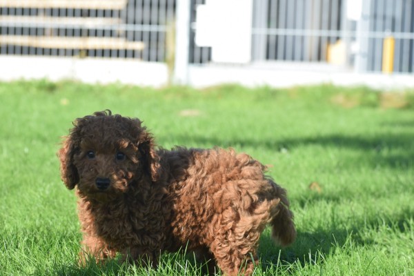 Caniche (teef) 27021