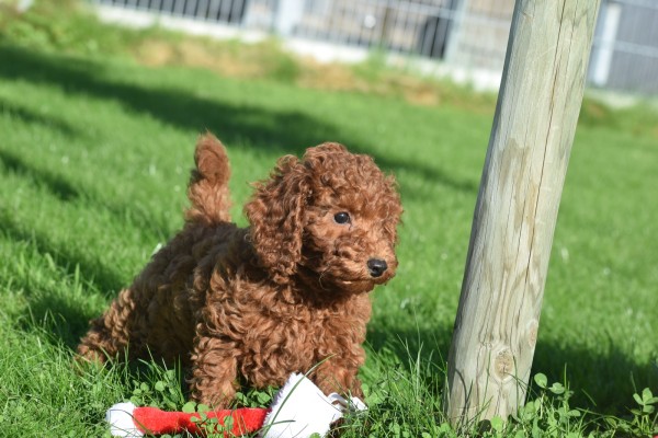 Caniche (teef) 27021