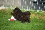 Caniche (reu) 27027