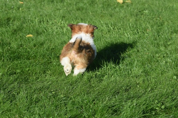 Biewer Yorkshire terrier (reu) 34550