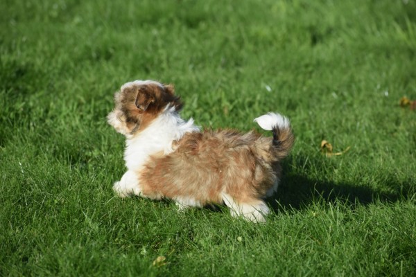 Biewer Yorkshire terrier (reu) 34550