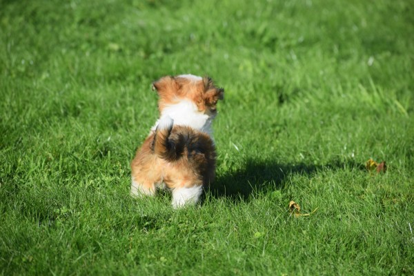 Biewer Yorkshire terrier (reu) 34550