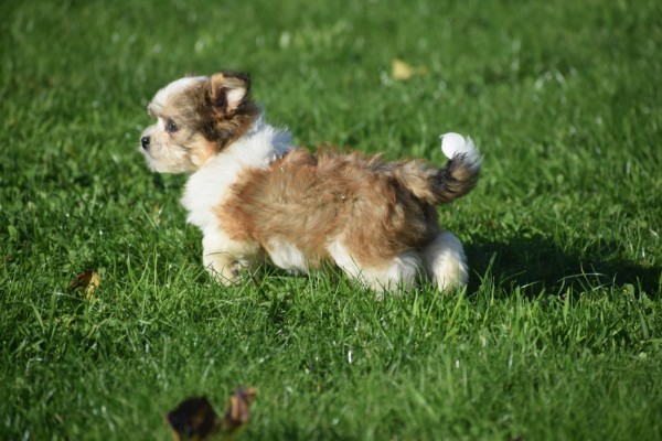 Biewer Yorkshire terrier (reu) 34550