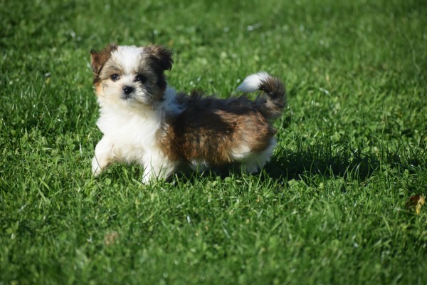 Biewer Yorkshire terrier (reu) 34550