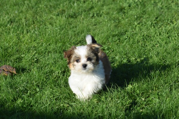 Biewer Yorkshire terrier (reu) 34550