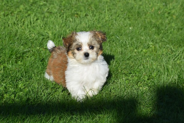 Biewer Yorkshire terrier (reu) 34550