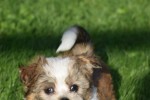 Biewer Yorkshire terrier (reu) 34550