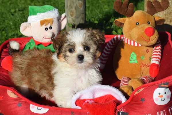 Biewer Yorkshire terrier (reu) 34550