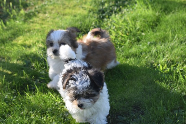 Biewer Yorkshire terrier (reu) 31621