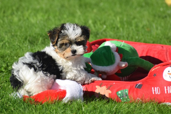 Biewer Yorkshire terrier (reu) 31621