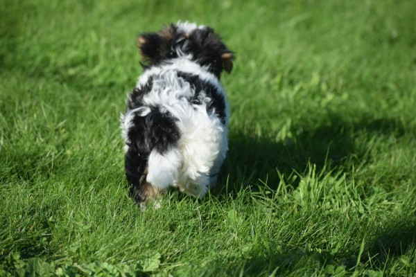 Biewer Yorkshire terrier (reu) 31621