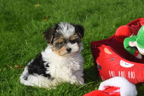 Biewer Yorkshire terrier (reu) 31621