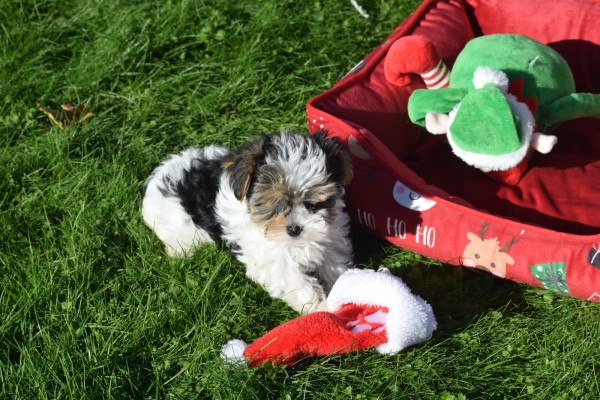 Biewer Yorkshire terrier (reu) 31621