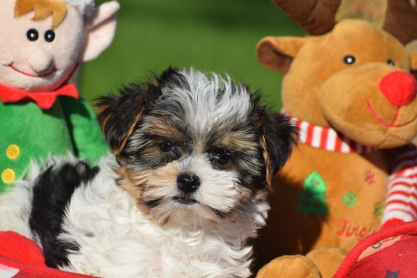 Biewer Yorkshire terrier (reu) 31621