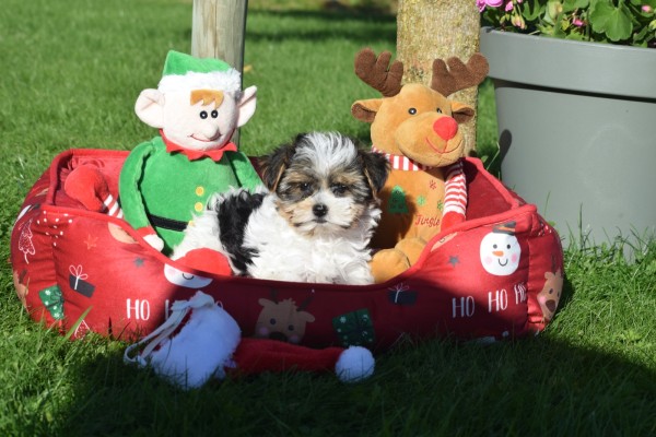 Biewer Yorkshire terrier (reu) 31621