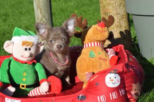 Chihuahua (teef) 27067