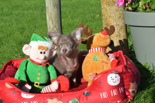 Chihuahua (teef) 27067