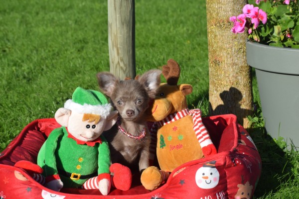 Chihuahua (teef) 27067