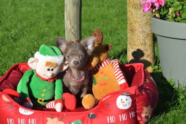 Chihuahua (teef) 27067