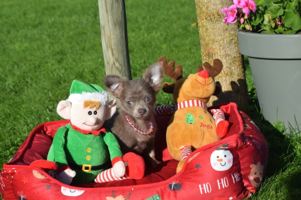 Chihuahua (teef) 27067