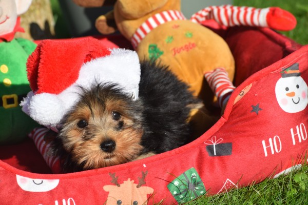 Yorkshire Terrier (reu) 40488