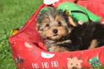 Yorkshire Terrier (reu) 40488