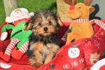 Yorkshire Terrier (reu) 40488