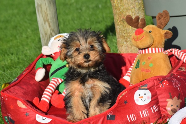 Yorkshire Terrier (reu) 40488