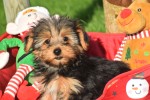 Yorkshire Terrier (reu) 40488