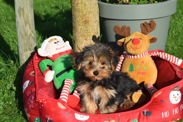 Yorkshire Terrier (reu) 40488