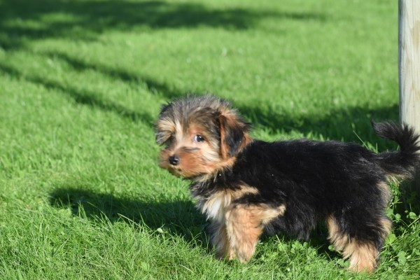 Yorkshire Terrier (reu) 40488