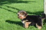 Yorkshire Terrier (reu) 40488
