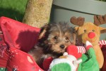 Yorkshire Terrier (reu) 40488