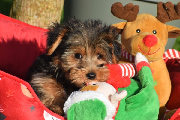 Yorkshire Terrier (reu) 40488