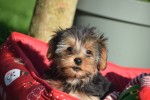 Yorkshire Terrier (reu) 40488