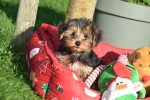 Yorkshire Terrier (reu) 40488