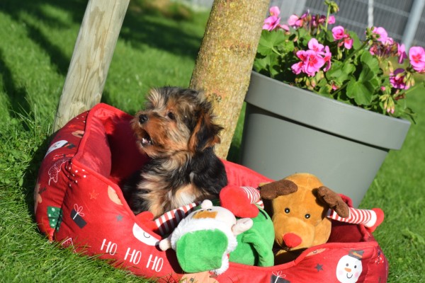 Yorkshire Terrier (reu) 40488