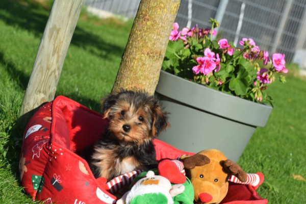Yorkshire Terrier (reu) 40488