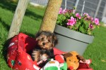 Yorkshire Terrier (reu) 40488