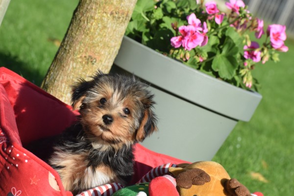 Yorkshire Terrier (reu) 40488