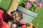 Yorkshire Terrier (reu) 40488