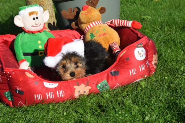 Yorkshire Terrier (reu) 40488