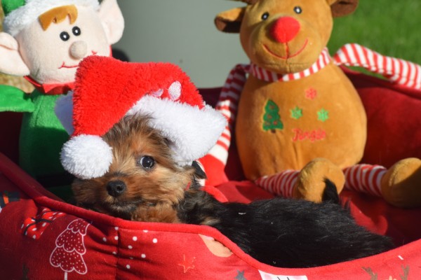 Yorkshire Terrier (reu) 40343