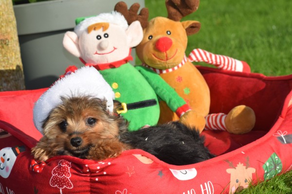 Yorkshire Terrier (reu) 40343