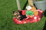 Yorkshire Terrier (reu) 40343