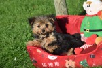 Yorkshire Terrier (reu) 40343