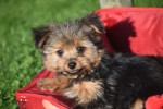 Yorkshire Terrier (reu) 40343
