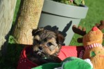 Yorkshire Terrier (reu) 33880