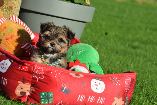 Yorkshire Terrier (reu) 33880